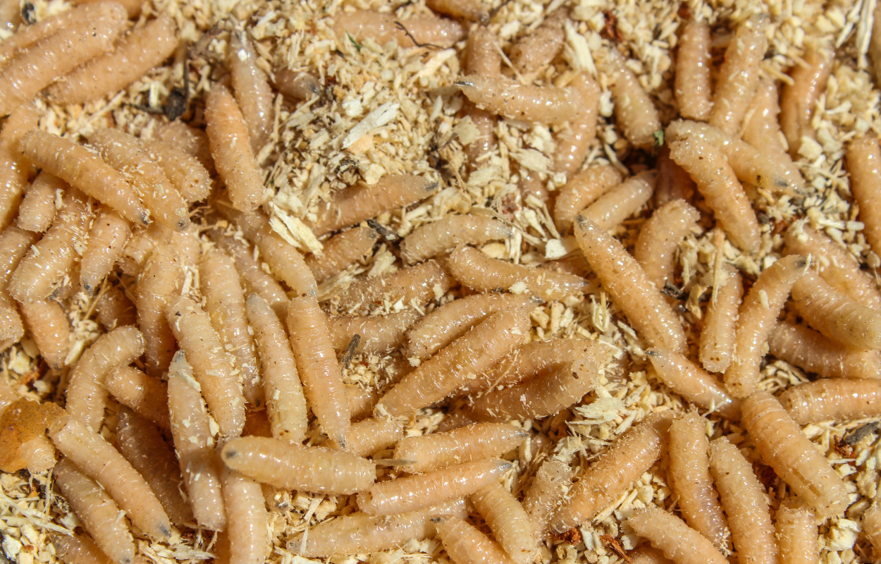 Randers: Maddiker på programmet 