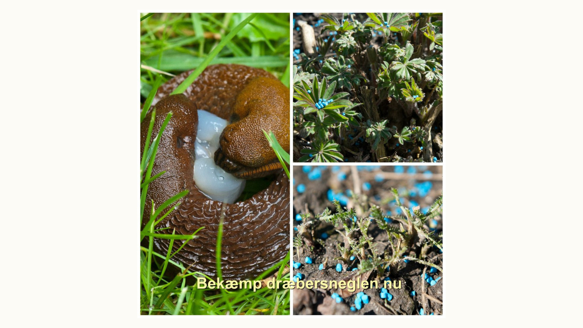 Sådan bekæmper du dræbersnegle effektivt og beskytter din have