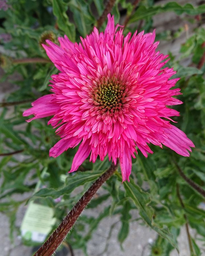 Opdatér dig her: Det nyeste fra Silkeborg