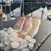 Beringsslagteren ApS tilbyder torsdags fisk med danske hvillingefileter