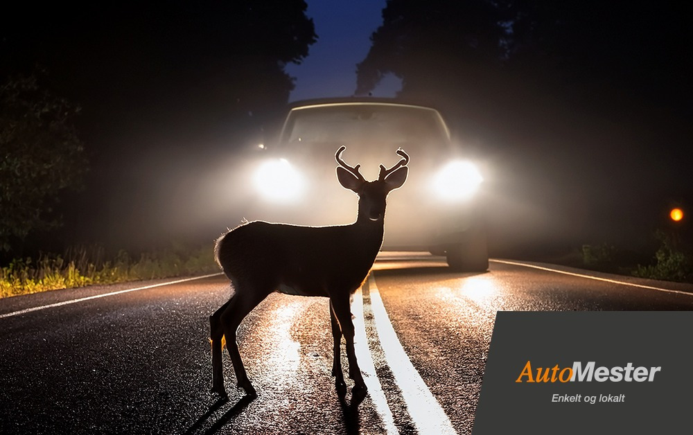 GUMMI-OLE giver tre gode råd til at undgå påkørsler af hjorte