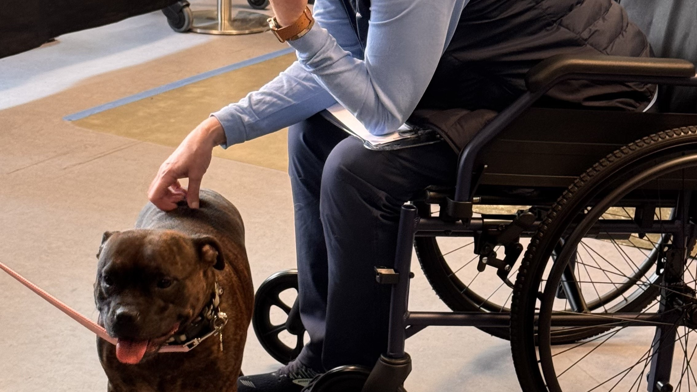 17 nye besøgshunde bestod optagelsesprøven i Køge