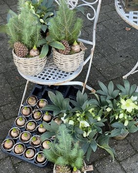 Besøg Tulipa Blomster & Havedesign for friske blomster og delikatesser hele døgnet