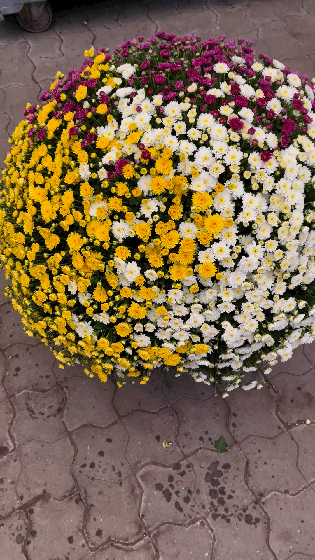 Nyt fra Midtjysk blomstermarked 