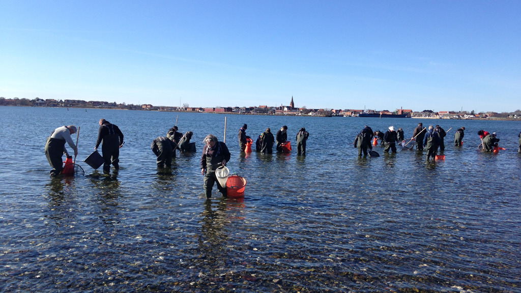 Tag på østerssafari ved Limfjorden