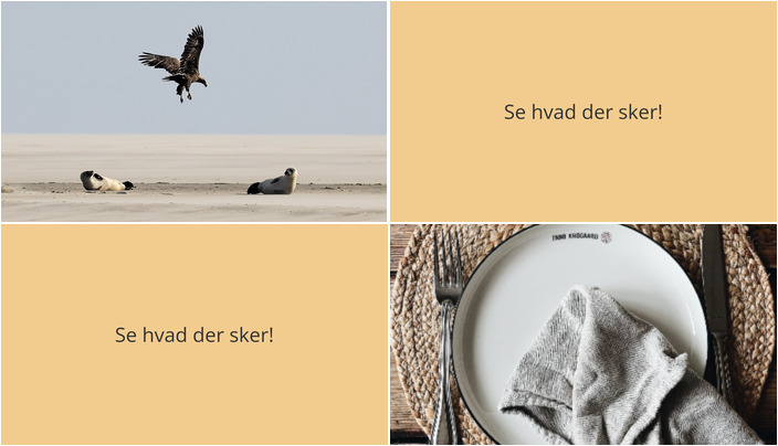 Sælsafari på Fanø og Fællesspisning på Fanø Krogaard - Oplev hvad der sker i den kommende uge