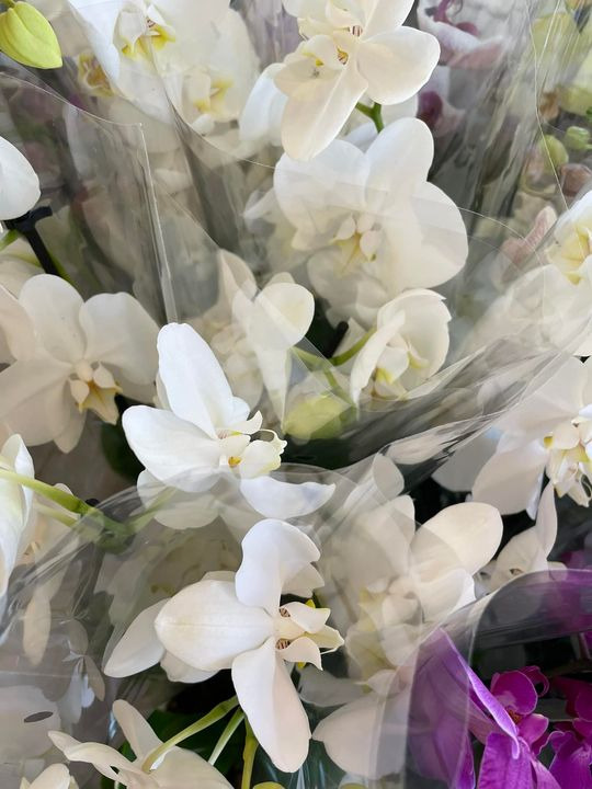 Opdatér dig her: Det nyeste fra Roslev