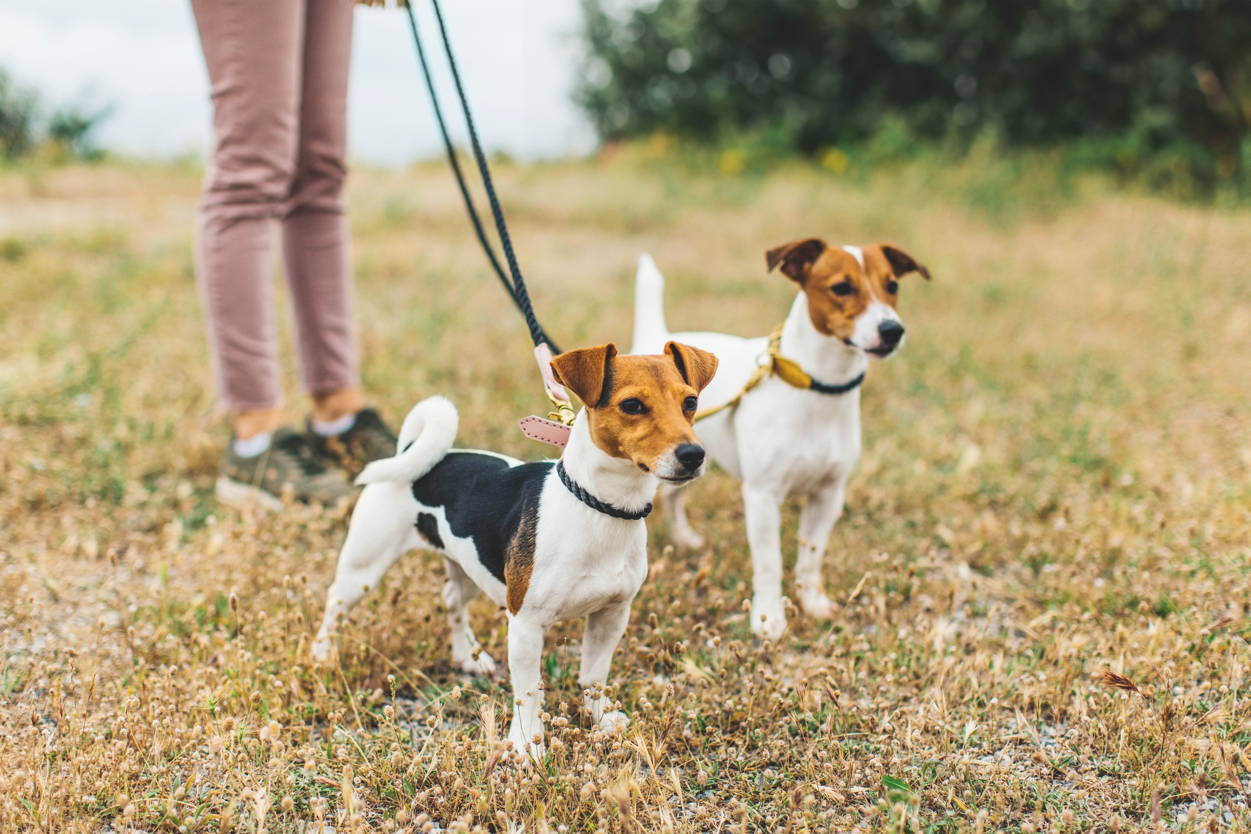 Velgørende gåtur for byens vovser og børn