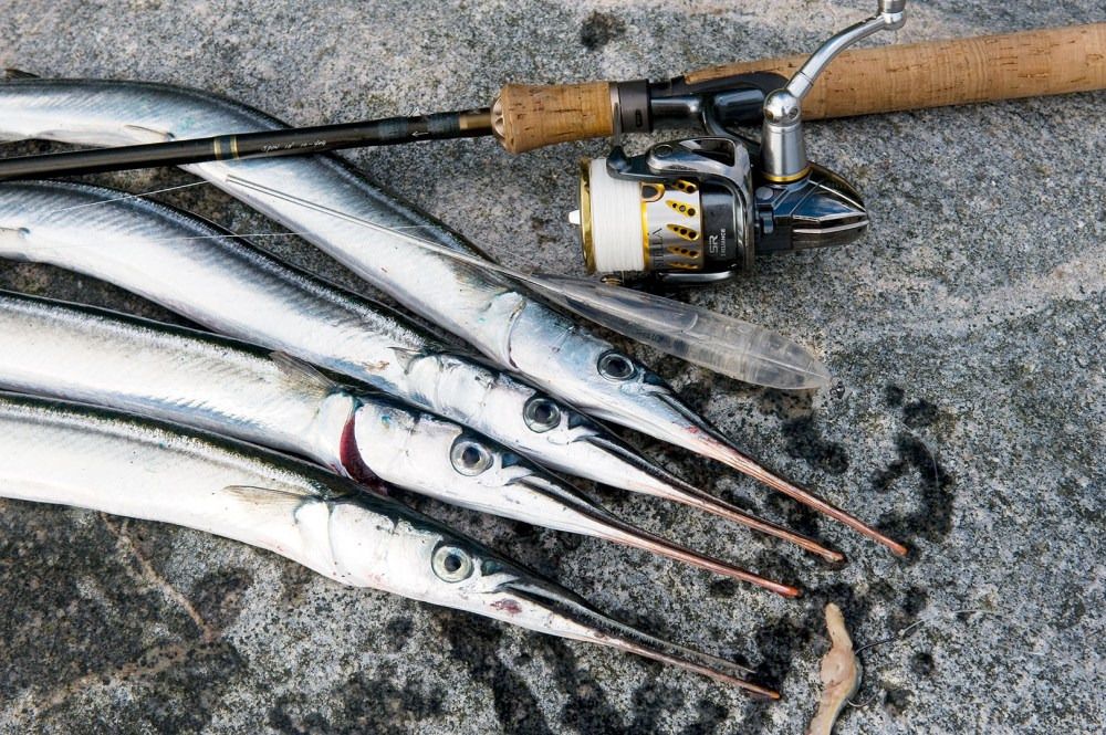 Oplev naturen i Rønde: Hornfisketur og bukkejagt