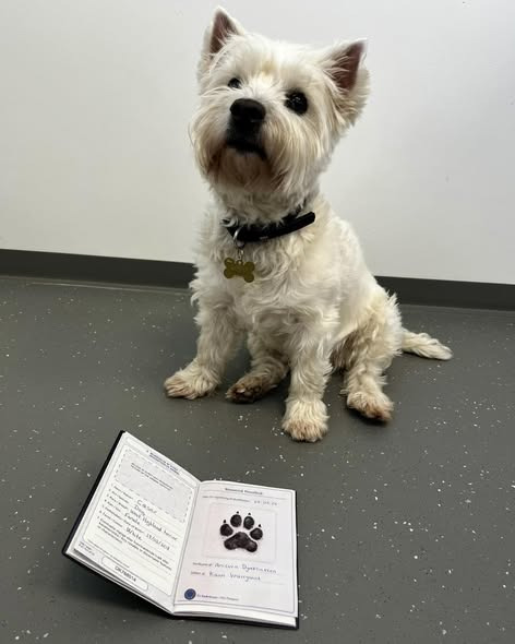 AniCura Dyrehospitalet City Syd informerer om nye regler for kæledyrspas: Poteaftryk påkrævet fra i dag