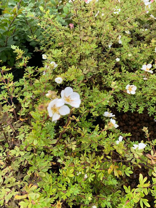 Opslagstavlen: Nyeste opdateringer fra Brønderslev