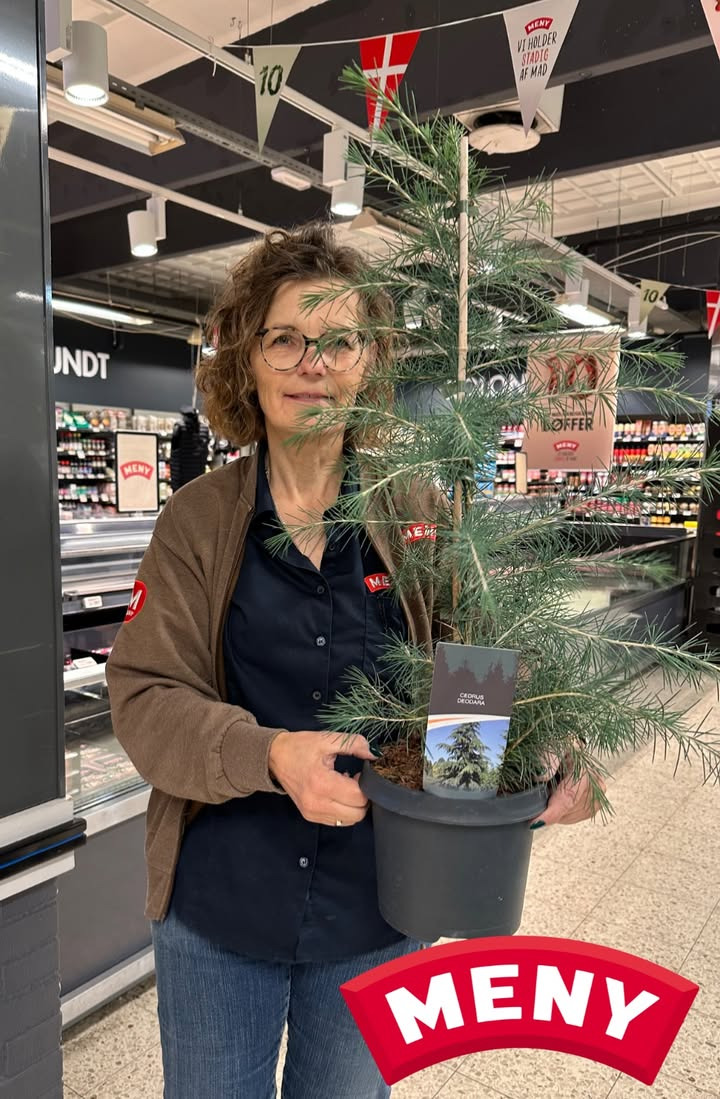 Meny Gl. Skagensvej tilbyder rabat på smukt Himalayaceder træ