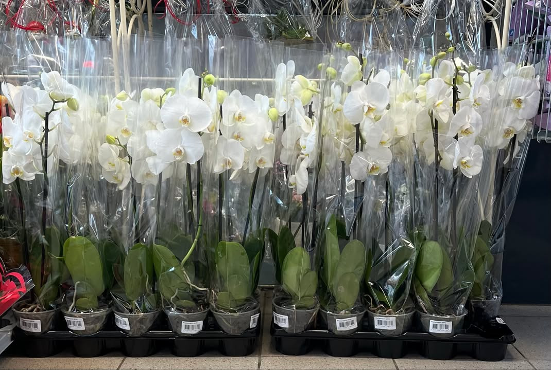 Spar Fårup tilbyder orkidéer til fantasipris i weekenden