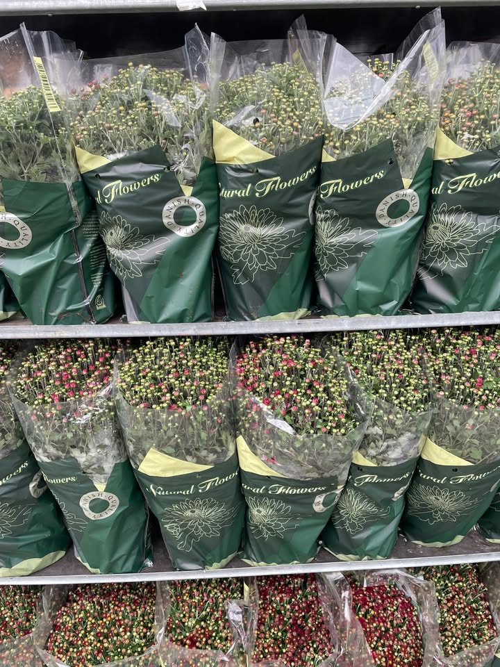 SPAR Nørrebro Hjørring tilbyder søndagstilbud på chrysanthemum til en særlig pris