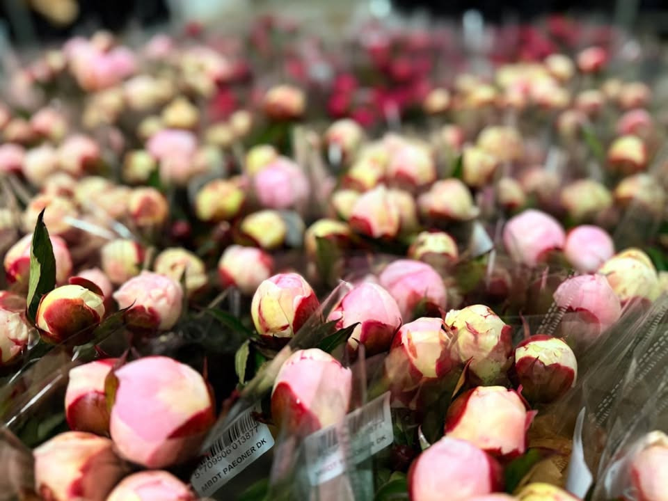 Store luksus pæoner til vanvittig pris hos Løvbjerg Frederikshavn i weekenden
