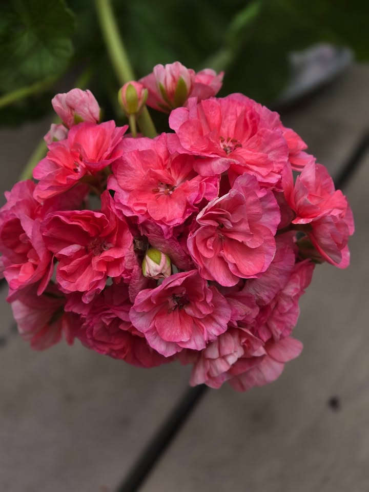 Flore Vida minder om blomster til pinsefrokosten og ønsker god pinse