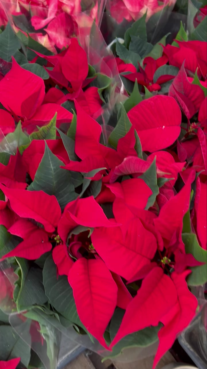 Midtjysk Blomstermarked byder på danskproducerede julestjerner i flere farver