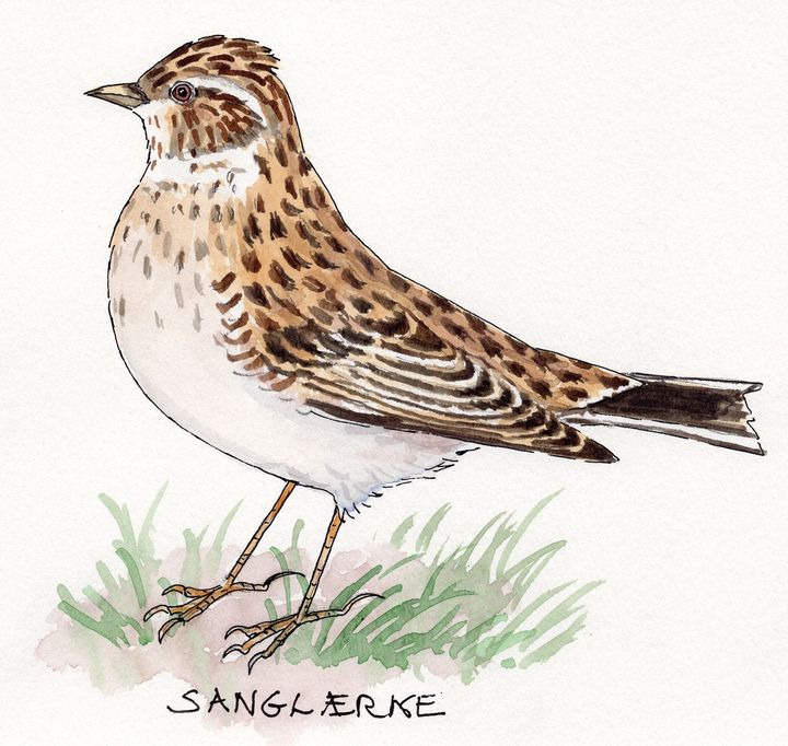 Se dagens updates fra Hjørring her