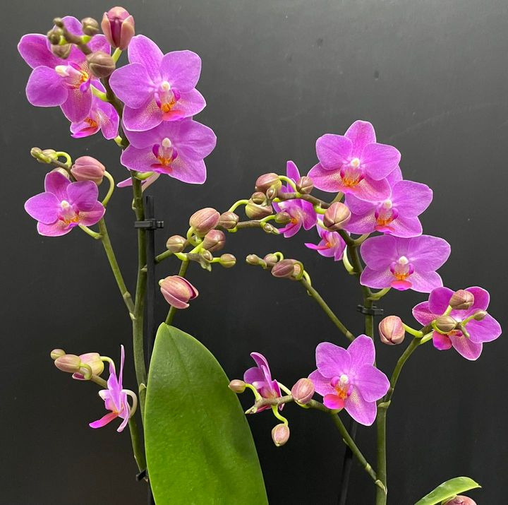 En finger på pulsen i Roslev