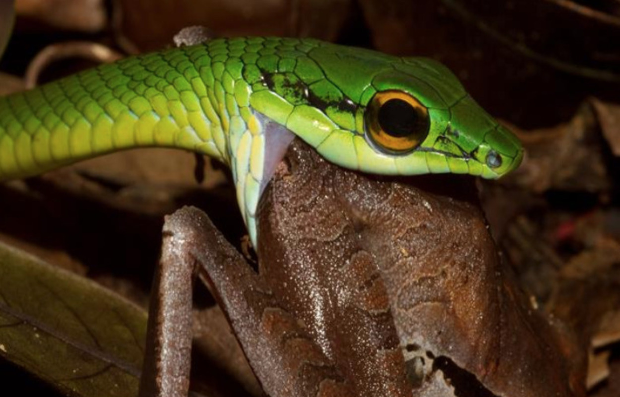 Livestream på Skødstrup Sognegaard om ekstrem fordøjelse