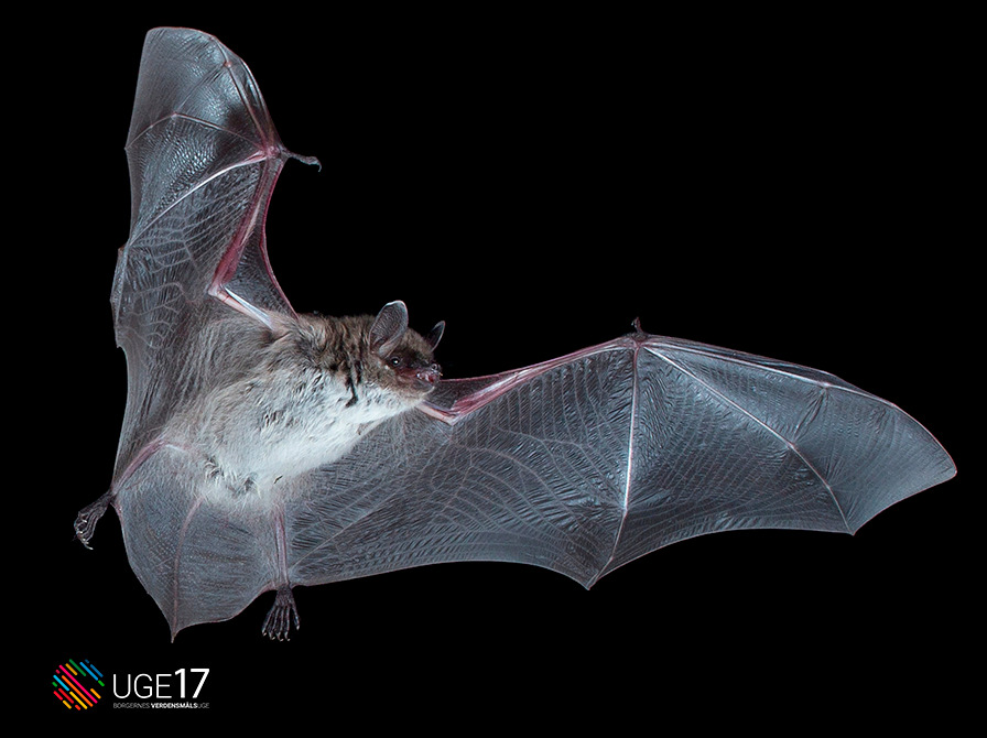 Oplev flagermusenes verden på en guidet tur i Silkeborg