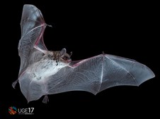 Oplev flagermusenes verden på en guidet tur i Silkeborg