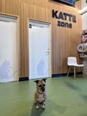 Dyrehospitalet Heden ApS inviterer til fejlfindingskonkurrence med præmier