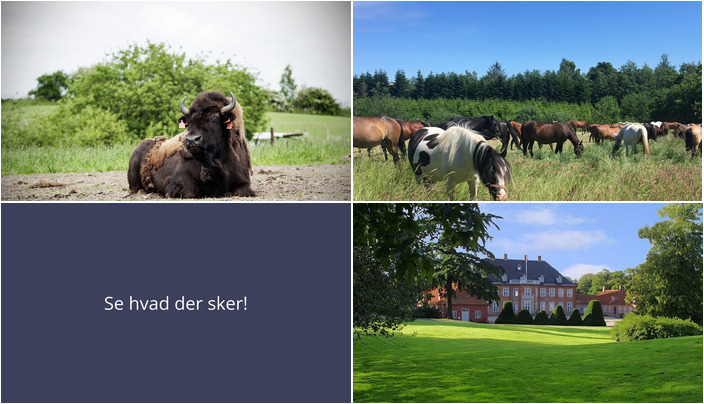 Udforsk Morud: Guidede bisonoplevelser, hesteliv og kunstudstilling i weekenden