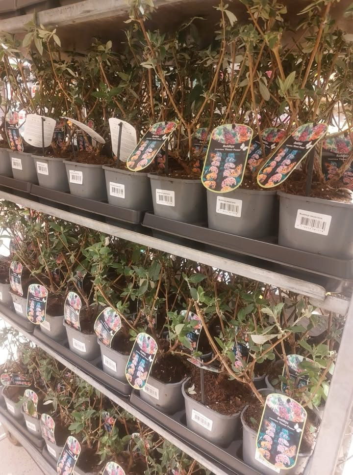 Meny Gl. Skagensvej tilbyder nedsat Buddleja Flower Power sommerfuglebusk til 29,95 kr.