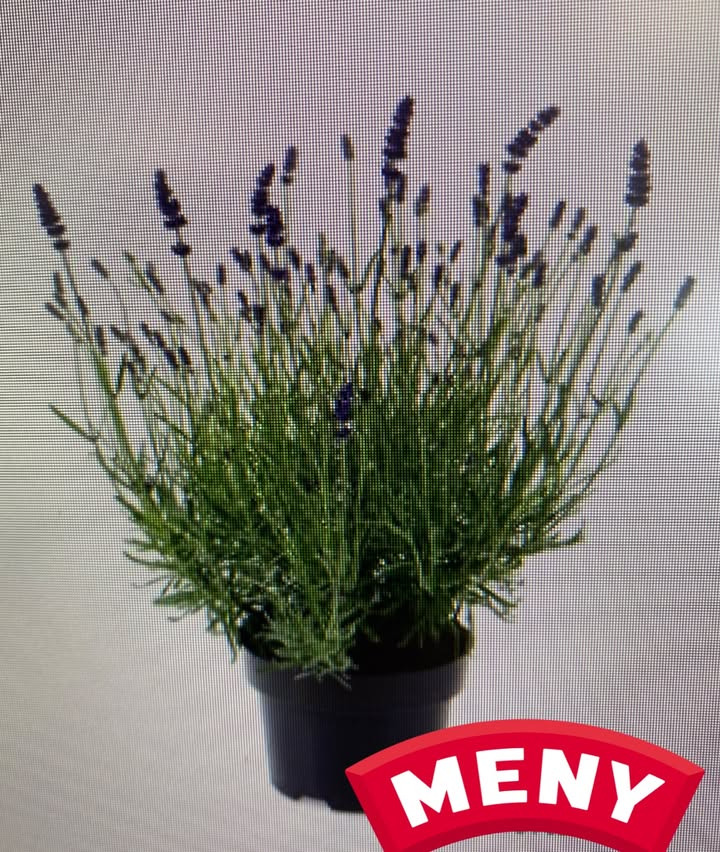 Meny Klarup tilbyder lavendler til nedsat pris med begrænset antal