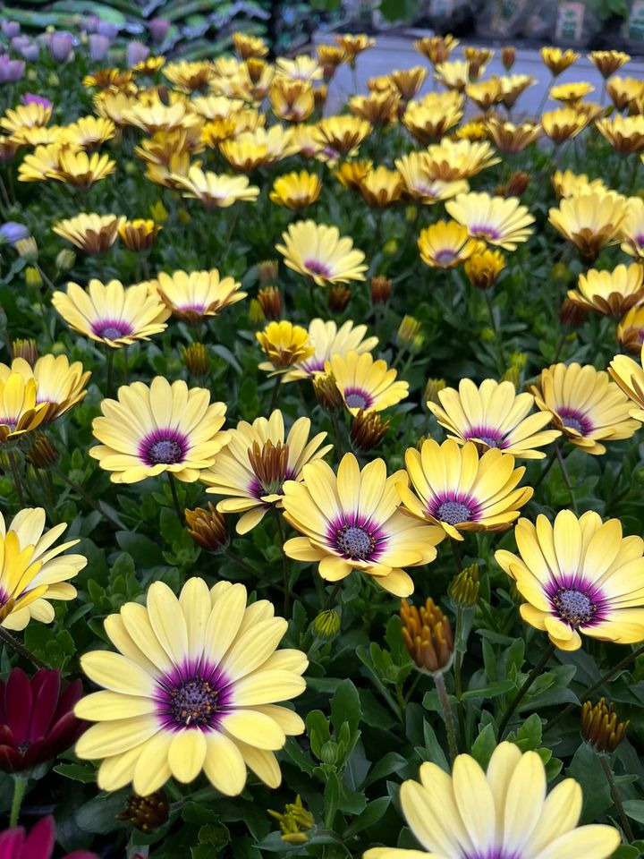 Opslagstavlen: Nyeste opdateringer fra Hedensted