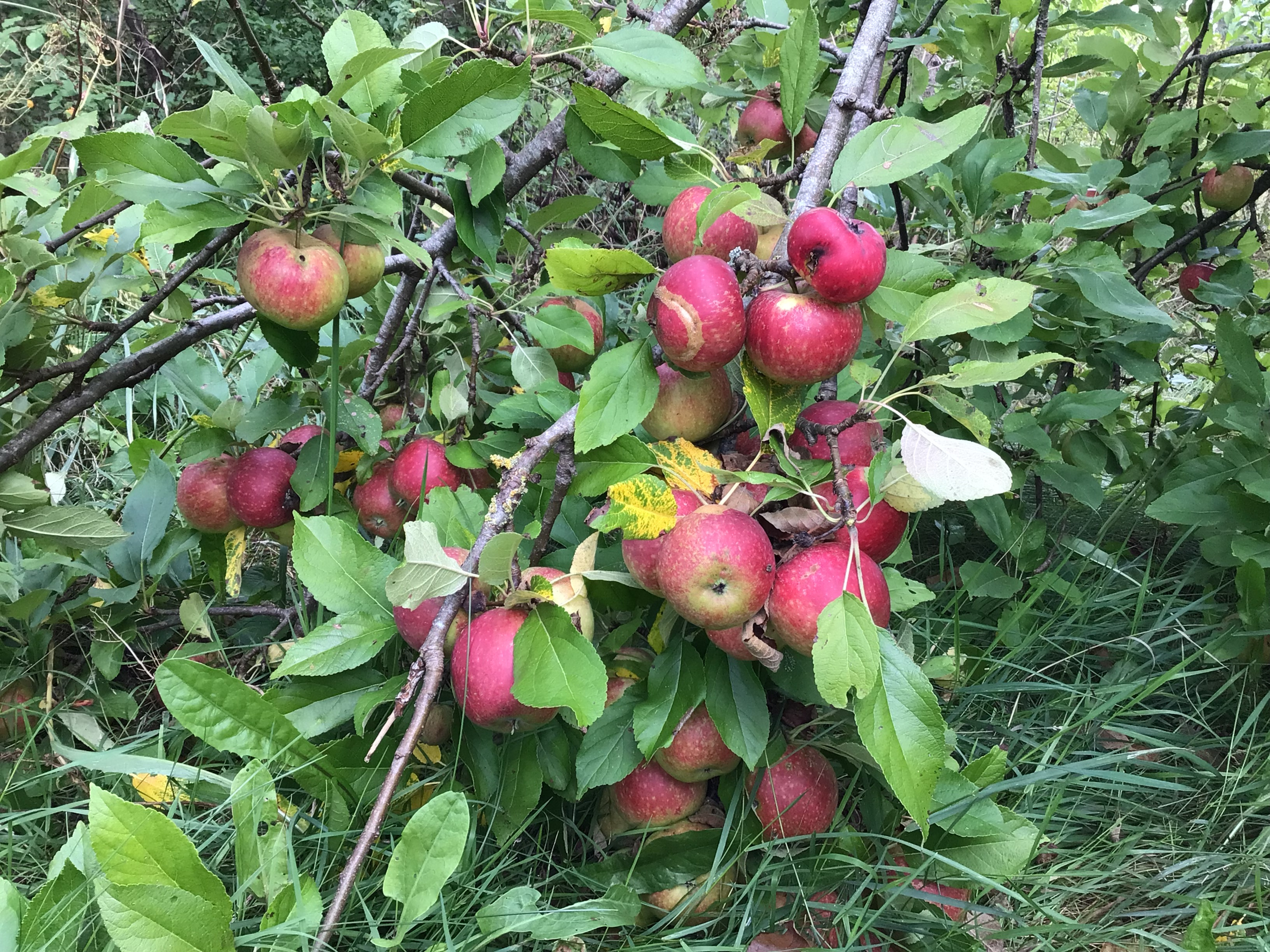 Æblefest og fuglehuse i Midtfjord Husflid