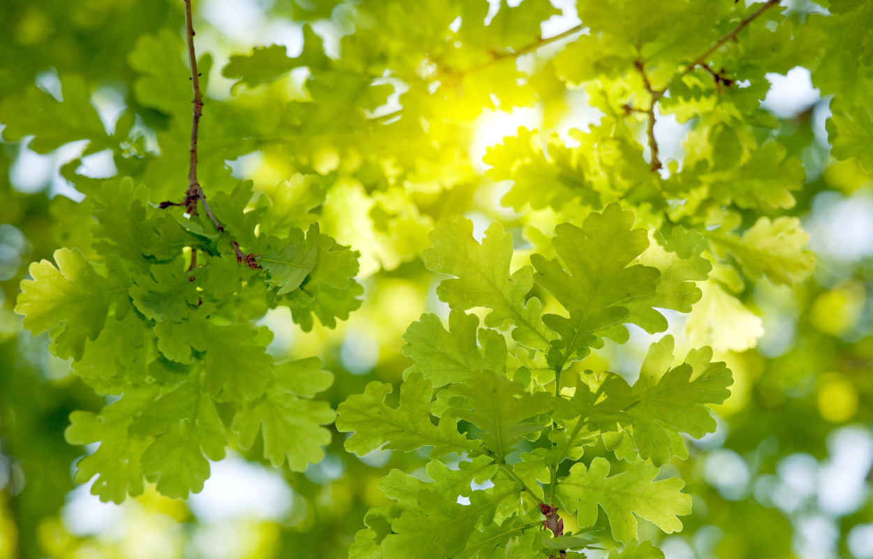 Staten planter nye skove i Veksø: Et skridt frem mod øget biodiversitet