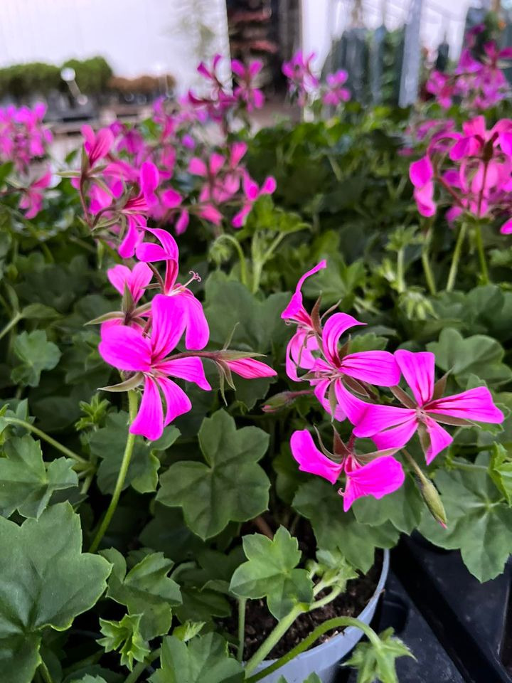 En finger på pulsen i Hedensted