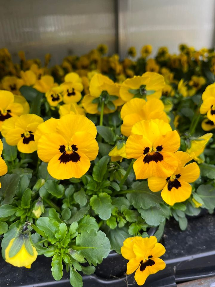 Se dagens updates fra Horsens her