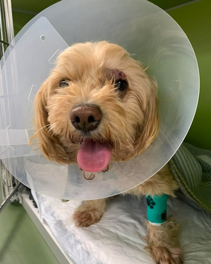 Vodskov Dyreklinik hjælper lille Cille tilbage til sundhed