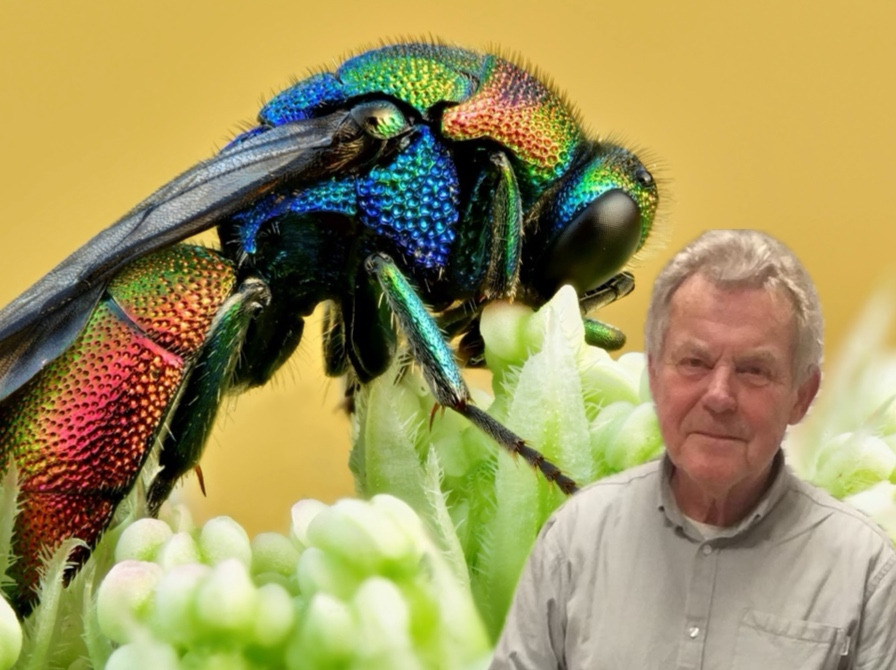 Stop insekternes nedtur: Foredrag med Kjeld Hansen på Hårlev Bibliotek