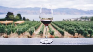 Pinot Noir-vinaften i Farum: En verden af smagsoplevelser