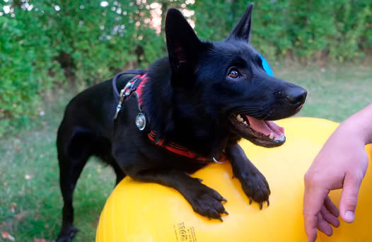 Min Bedste Ven Hundetræning starter familiehundehold og hvalpehold i juli, august og september