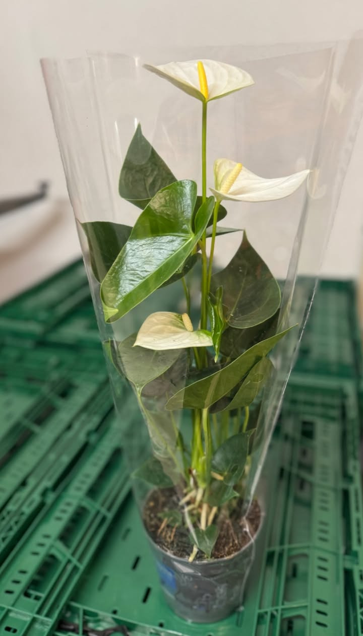 Meny Klarup tilbyder hvide anthuriums til nedsat pris frem til onsdag