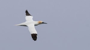 Oplev havfugle og marsvin på bådsafari i Øresund