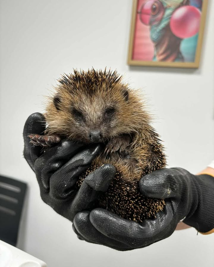 Lille pindsvinepatient får hjælp hos Vodskov Dyreklinik v/Thorstein Arnason