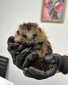 Lille pindsvinepatient får hjælp hos Vodskov Dyreklinik v/Thorstein Arnason