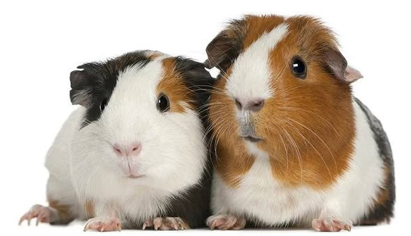 Nye hamsterunger og akvariefisk hos Tufra Dyrecenter