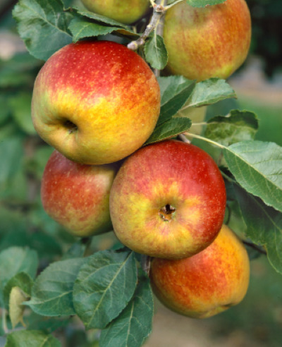 Lær at pode dine egne frugttræer i Svebølle