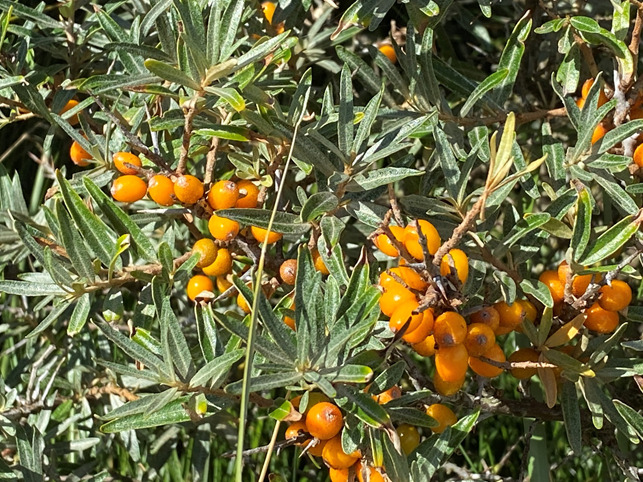 Nu er de super sunde havtorn ved at være klar