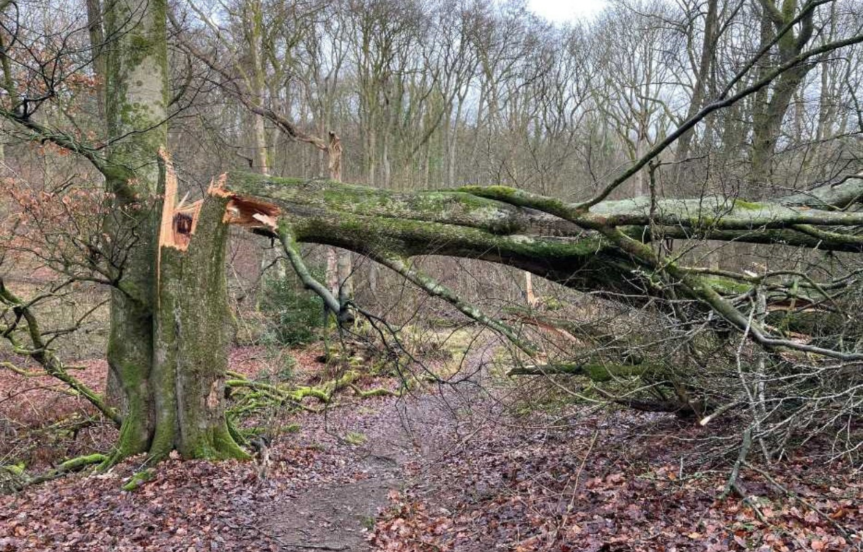 Vær opmærksom når du færdes i skovene