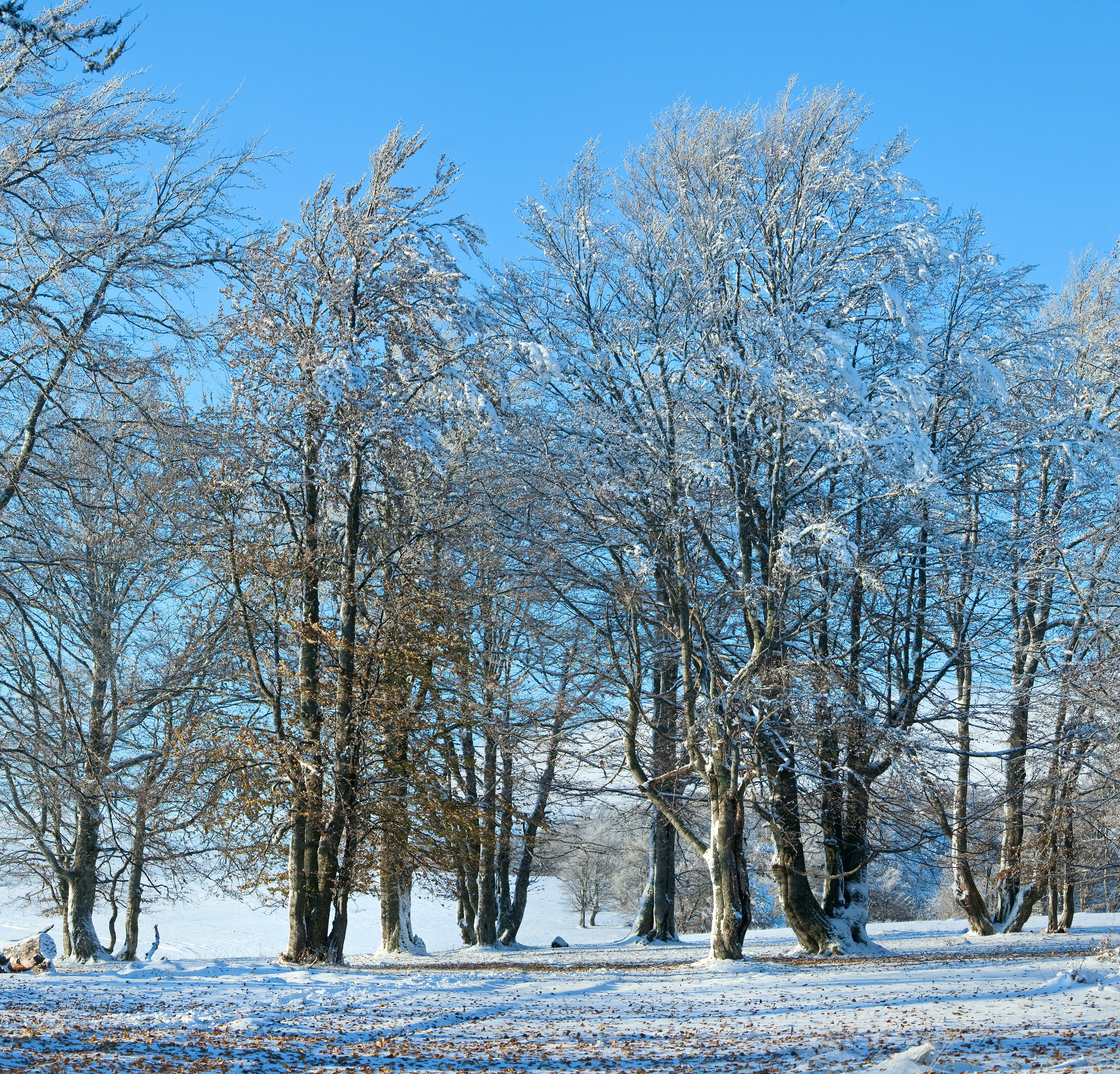 Forfriskende vintervandring ved Oremandsgaard Husflidsskole