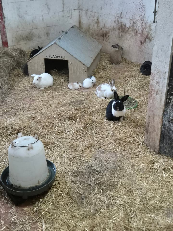 Besøg Jensen Jordbær: Nu med kaniner på ferie og åbent hele året rundt