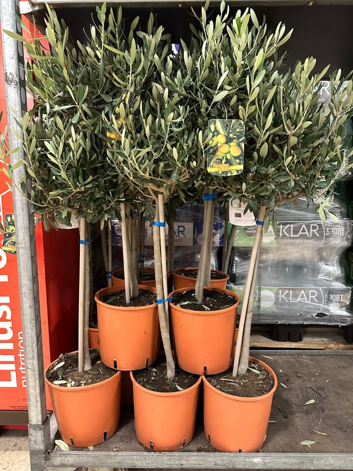 Meny Gl. Skagensvej tilbyder eksklusivt oliventræ til nedsat pris